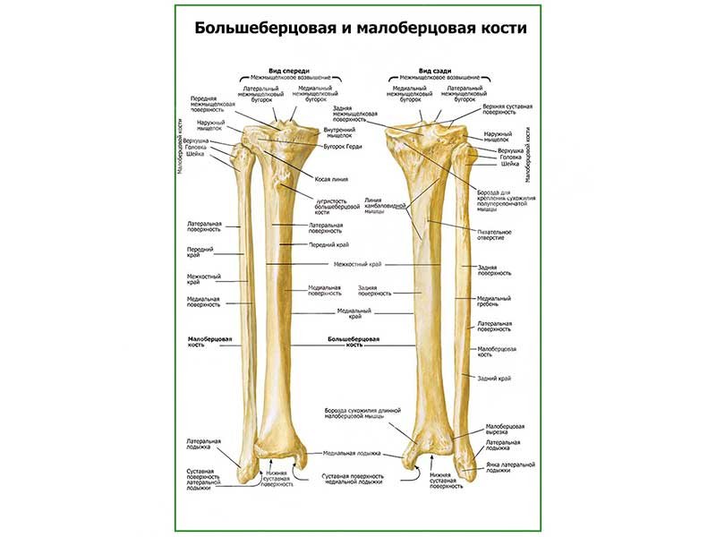 Большеберцовая кость фото на скелете