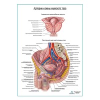 Артерии и вены мужского таза плакат глянцевый А1+/А2+