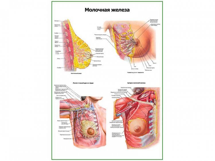 Молочная железа, строение, кровеносная и лимфатическая системы плакат глянцевый А1/А2