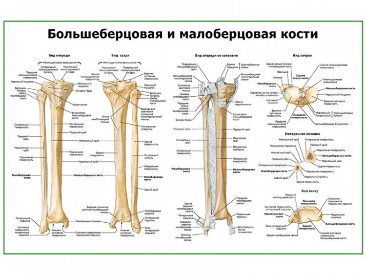 Кости голени, плакат глянцевый А1/А2