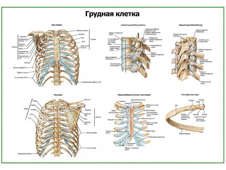 Скелет грудной клетки плакат глянцевый А1/А2