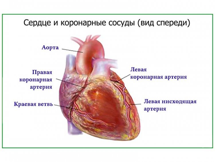 Артерии сердца, плакат глянцевый А1/А2