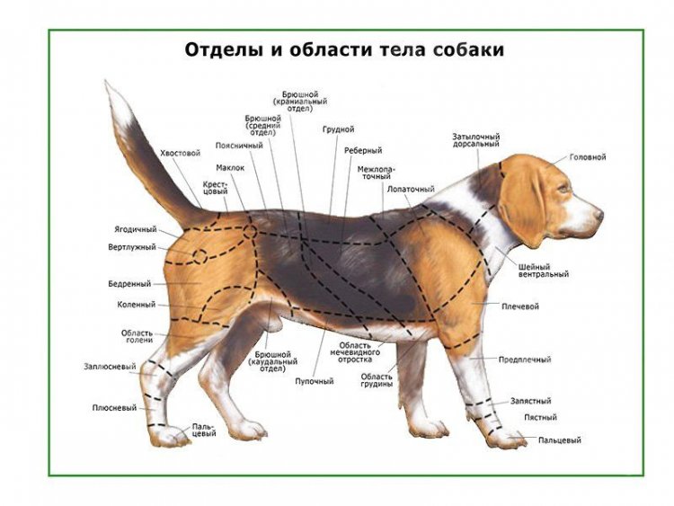 Отделы тела собаки, плакат глянцевый А1/А2