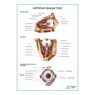 Наружные мышцы глаза плакат глянцевый А1+/А2+