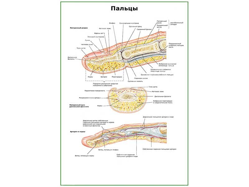 Внешнее строение пальца. Части ладони названия. Строение фаланги указательного пальца. Внешнее строение пальца. Мышцы тыла кисти анатомия.