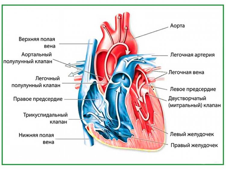 Строение сердца, плакат глянцевый А1/А2
