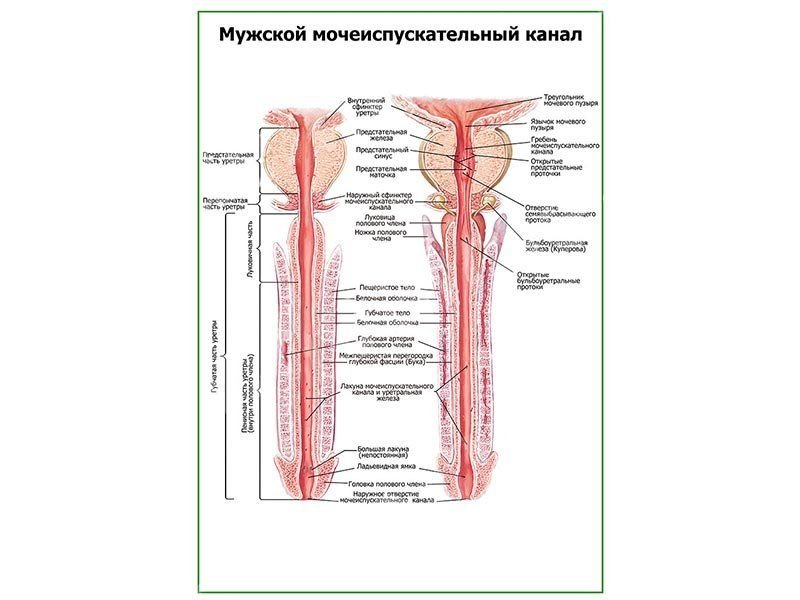 Сужение на латыни. Сужения мочеиспускательного канала у мужчин анатомия. Мужская уретра анатомия. Схема мужского мочеиспускательного канала. Сужения мужского мочеиспускательного канала.