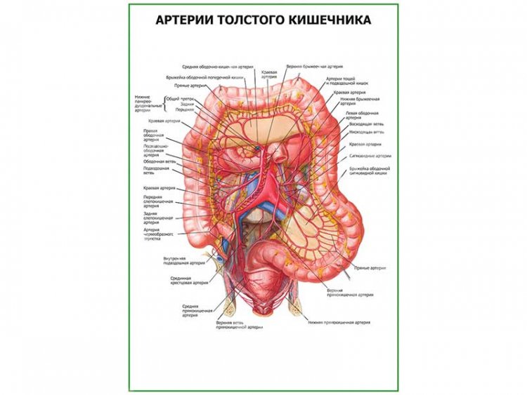 Артерии толстого кишечника плакат глянцевый  А1/А2
