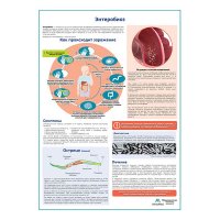 Энтеробиоз (острицы) медицинский плакат А1+/A2+