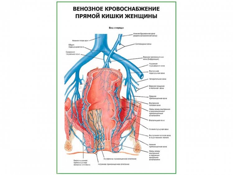 Венозное кровоснабжение прямой кишки женщины плакат глянцевый А1/А2