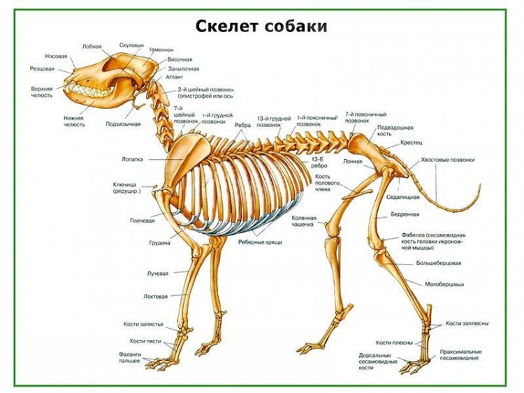 Скелет собаки, плакат глянцевый А1/А2