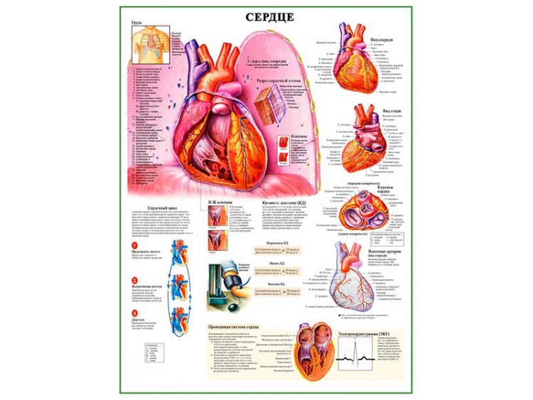 Сердце и функции, плакат глянцевый А1/А2