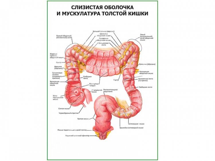 Кишечник строение у женщин рисунок анатомия