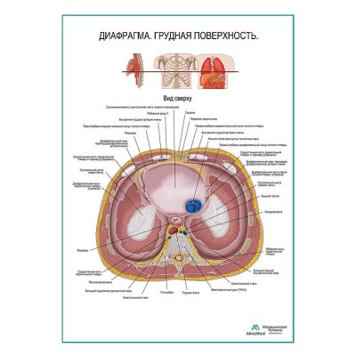Диафрагма. Грудная поверхность плакат глянцевый А1+/А2+