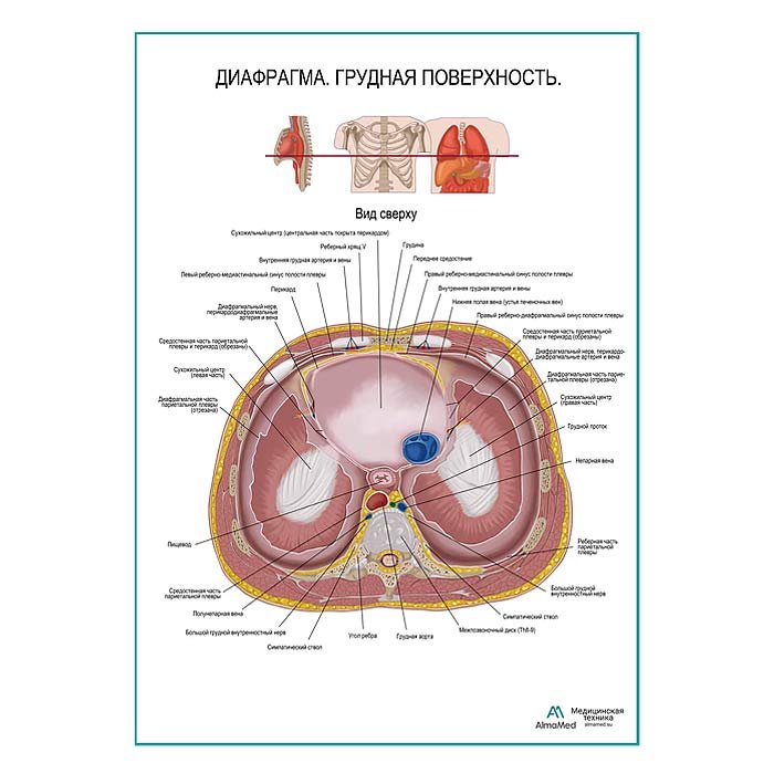 Диафрагма. Грудная поверхность плакат глянцевый А1+/А2+