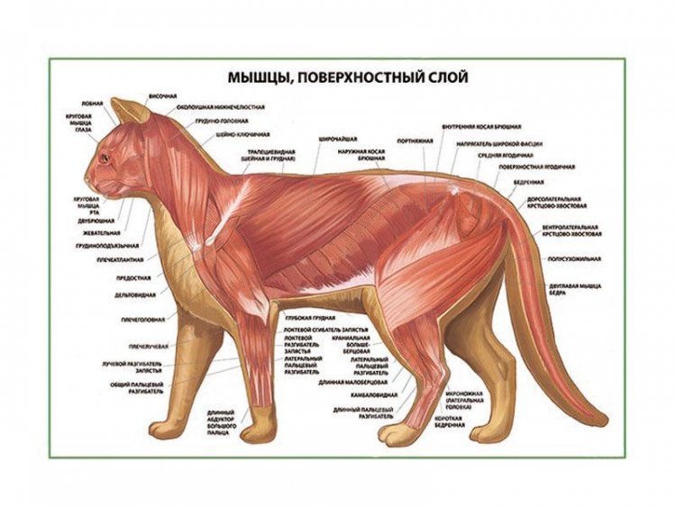 Мышцы кошки, поверхностный слой плакат глянцевый А1/А2