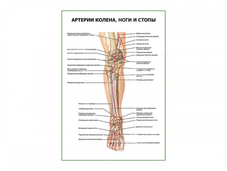Артерии колена, ноги и стопы плакат глянцевый А1/А2