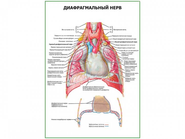 Диафрагмальный нерв плакат глянцевый А1/А2