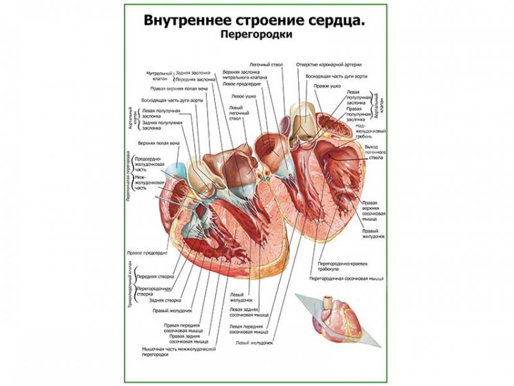 Внутреннее строение сердца, перегородки плакат глянцевый А1/А2