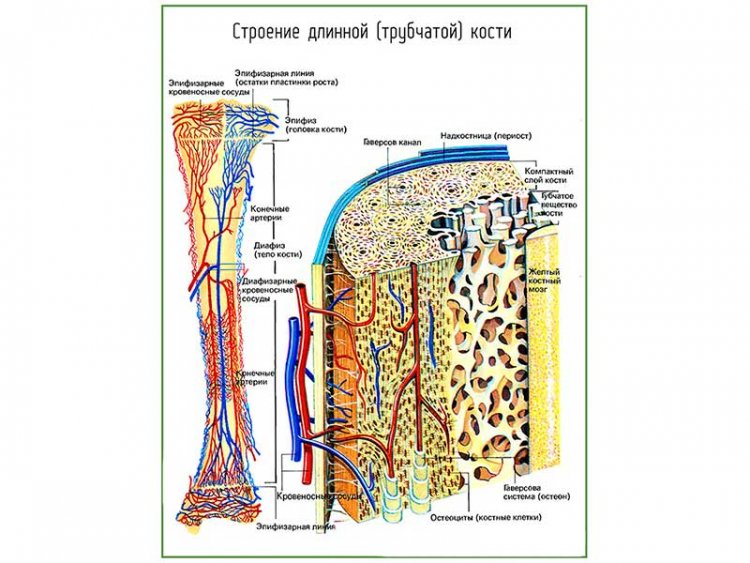 Строение трубчатой кости, плакат глянцевый А1/А2