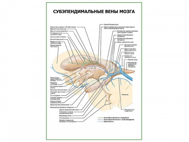 Субэпендимальные вены мозга плакат глянцевый А1/А2
