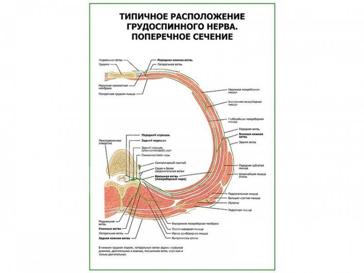 Типичное расположение грудоспинного нерва. Поперечное сечение плакат глянцевый А1/А2
