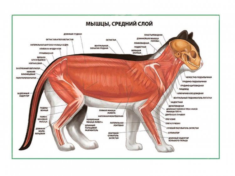 Мышцы кошки.Средний слой плакат глянцевый А1/А2