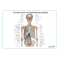 Система костей и их соединения (без нижних конечностей), плакат глянцевый А1+/А2+