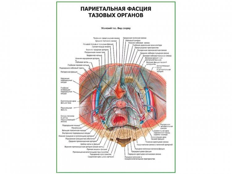 Париетальная фасция тазовых органов плакат глянцевый А1/А2