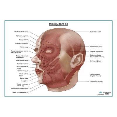 Мышцы головы, плакат глянцевый А1+/А2+ Мышцы головы, плакат глянцевый А1+/А2+