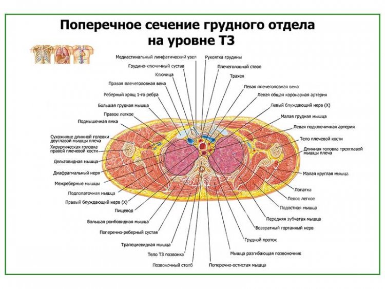 Поперечное сечение грудного отдела на уровне Т3 плакат глянцевый А1/А2