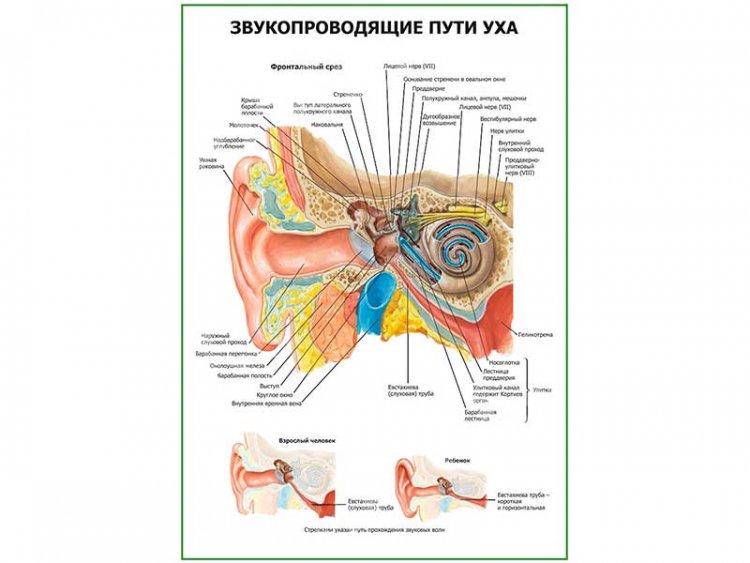 Звукопроводящие пути уха плакат глянцевый А1/А2