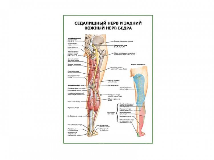 Седалищный нерв и задний кожный нерв бедра плакат глянцевый А1/А2