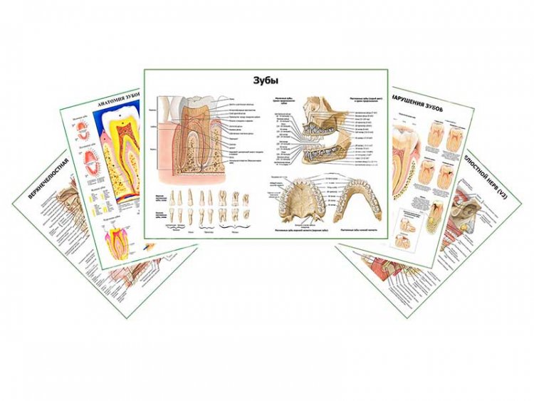 Комплект плакатов для кабинета стоматолога глянцевый А1/А2