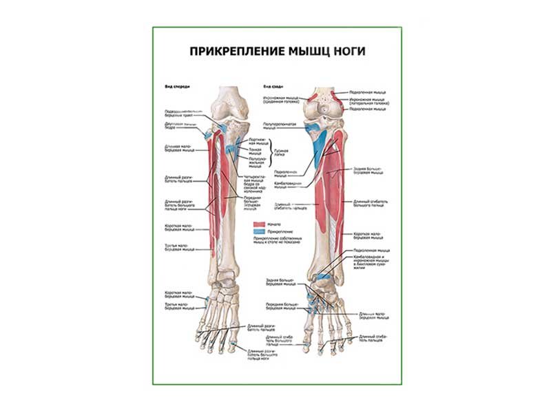 Прикрепление мышц конечностей. Мышцы свободной верхней конечности анатомия строение. Мышцы свободной верхней конечности сзади. Прикрепление мышц конечностей. Портняжная мышца начало и прикрепление.