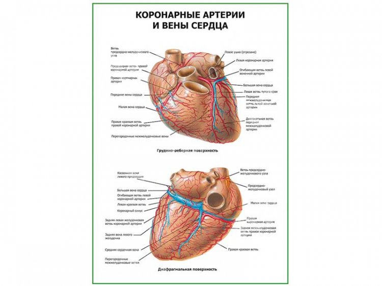 Коронарные артерии и вены сердца плакат глянцевый А1/А2