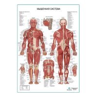 Мышечная система человека, плакат глянцевый А1/А2