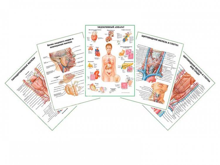Комплект плакатов для кабинета эндокринолога глянцевый А1/А2
