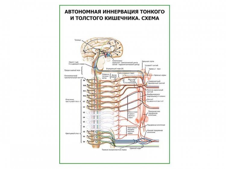Автономная иннервация тонкого и толстого кишечника. Схема 2, плакат глянцевый А1/А2