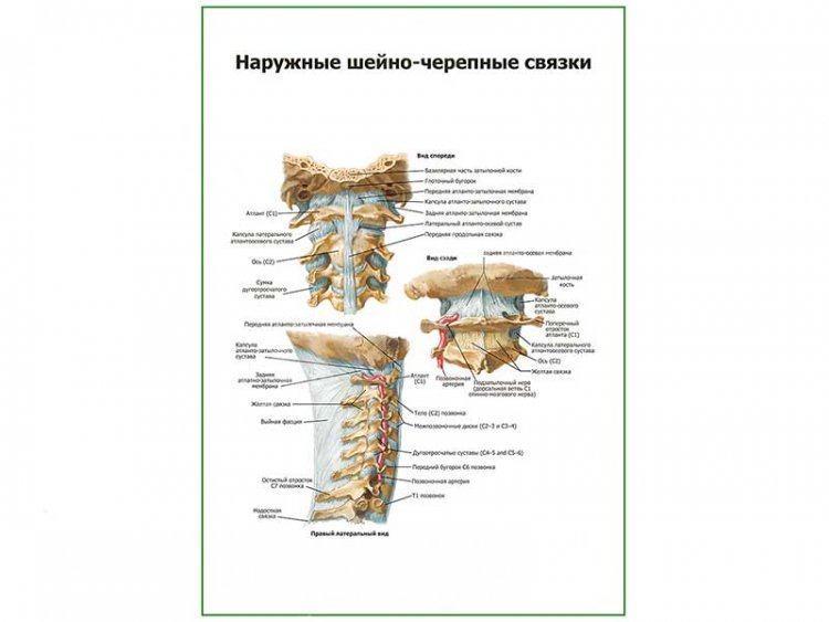 Наружные черепно-мозговые связки плакат глянцевый А1/А2