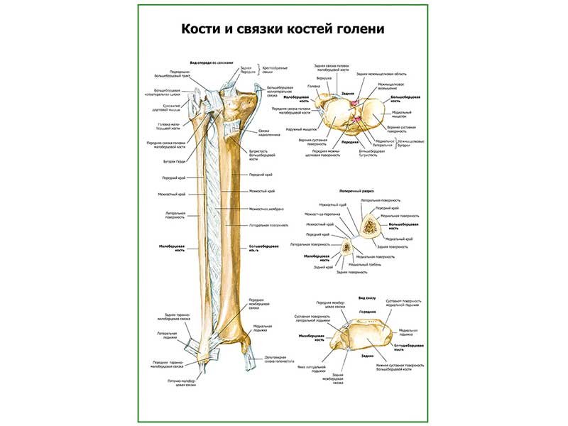 Соединение костей голени анатомия. Строение костей конечностей человека. Анатомия большеберцовой кости кости. Скелет верхней конечности подвижная?. Скелет нижних конечностей типы соединения костей.