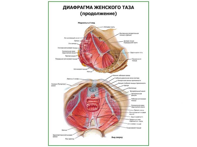 Мочеполовая диафрагма картинки