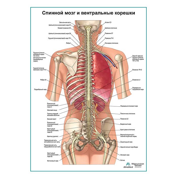 Спинной мозг и передние ветви плакат глянцевый А1+/А2+