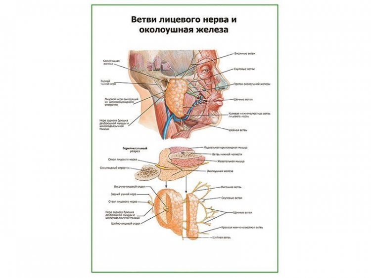 Ветви лицевого нерва и околоушная железа плакат глянцевый А1/А2
