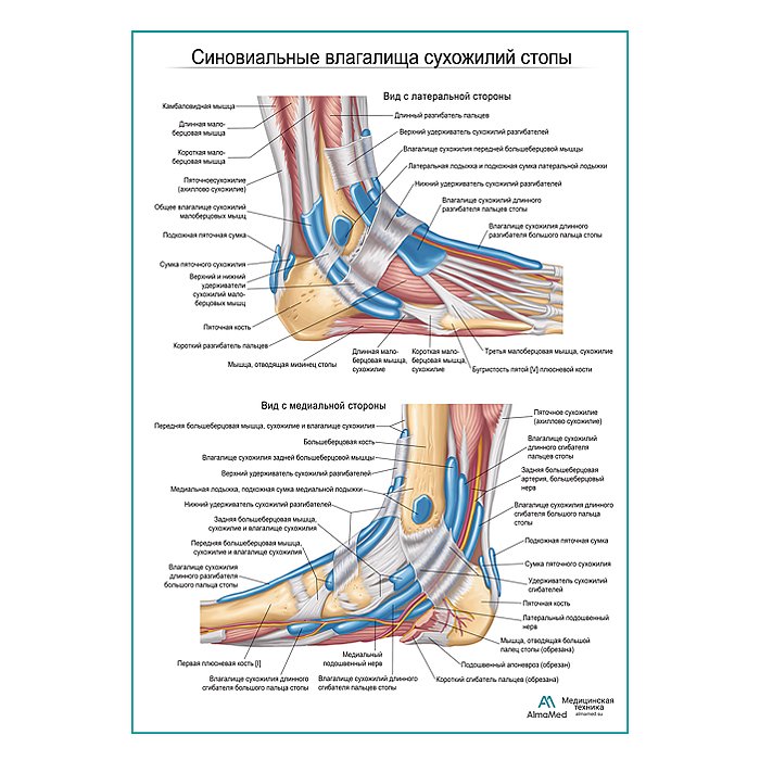 Сухожильные влагалища стопы плакат глянцевый А1+/А2+