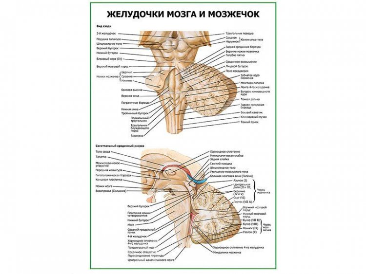 Желудочки мозга и мозжечок плакат глянцевый А1/А2