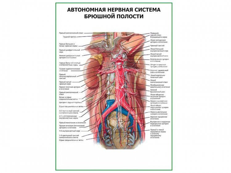 Автономная нервная система брюшной полости плакат глянцевый А1/А2