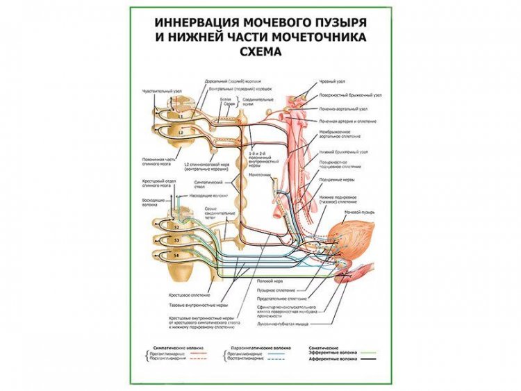 Иннервация мочевого пузыря неврология презентация