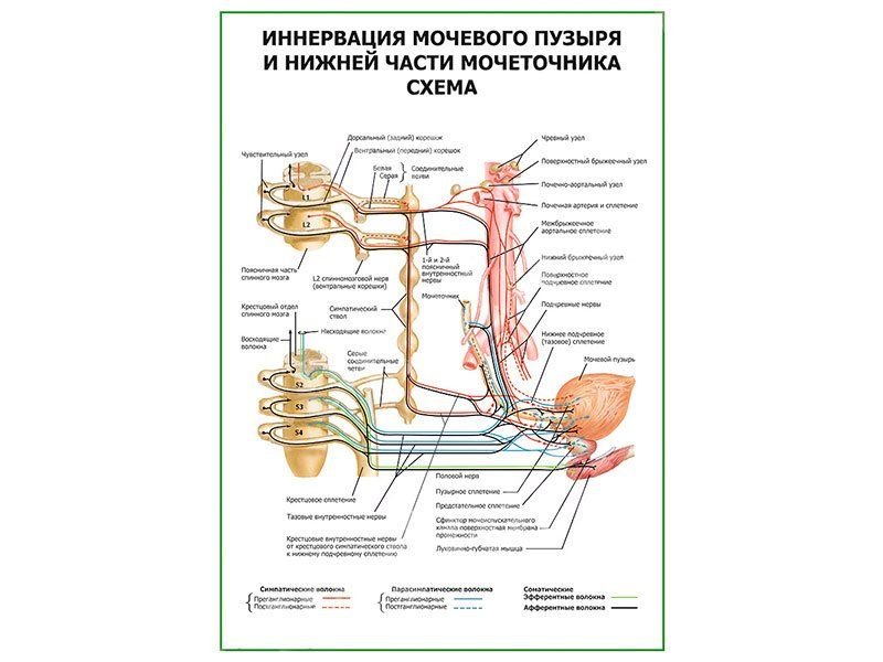 Иннервация мочевого пузыря неврология презентация