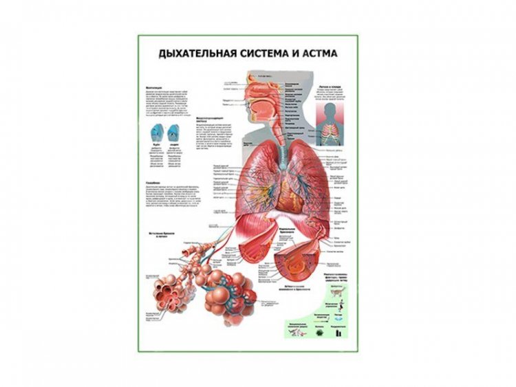 Дыхательная система и астма плакат глянцевый А1/А2